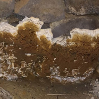 Likvidace dřevokazných hub